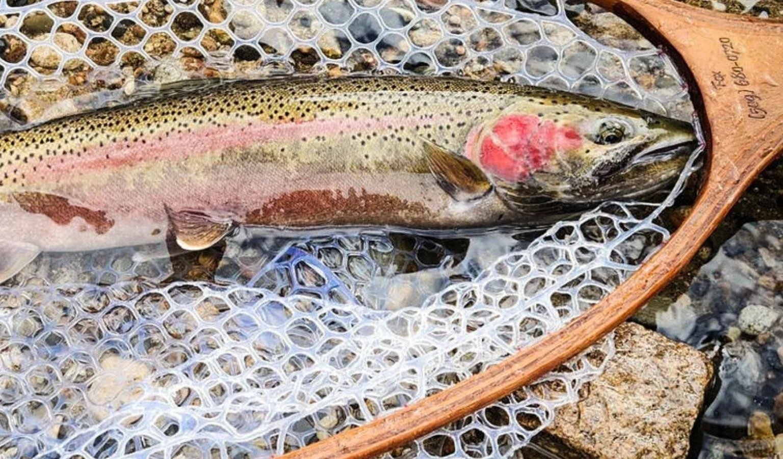 Upper Salmon River Steelhead Fishing Report (10-21-2026)