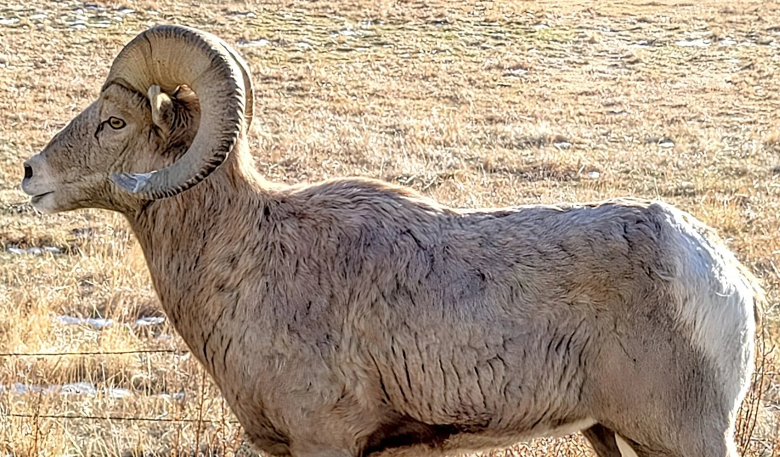 Montana FWP considers stocking bighorns on private land
