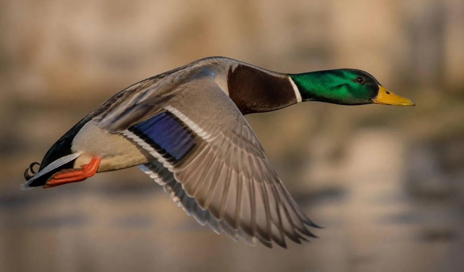 One Duck. Twelve Months. Zero Loyalty to a Single Pond.