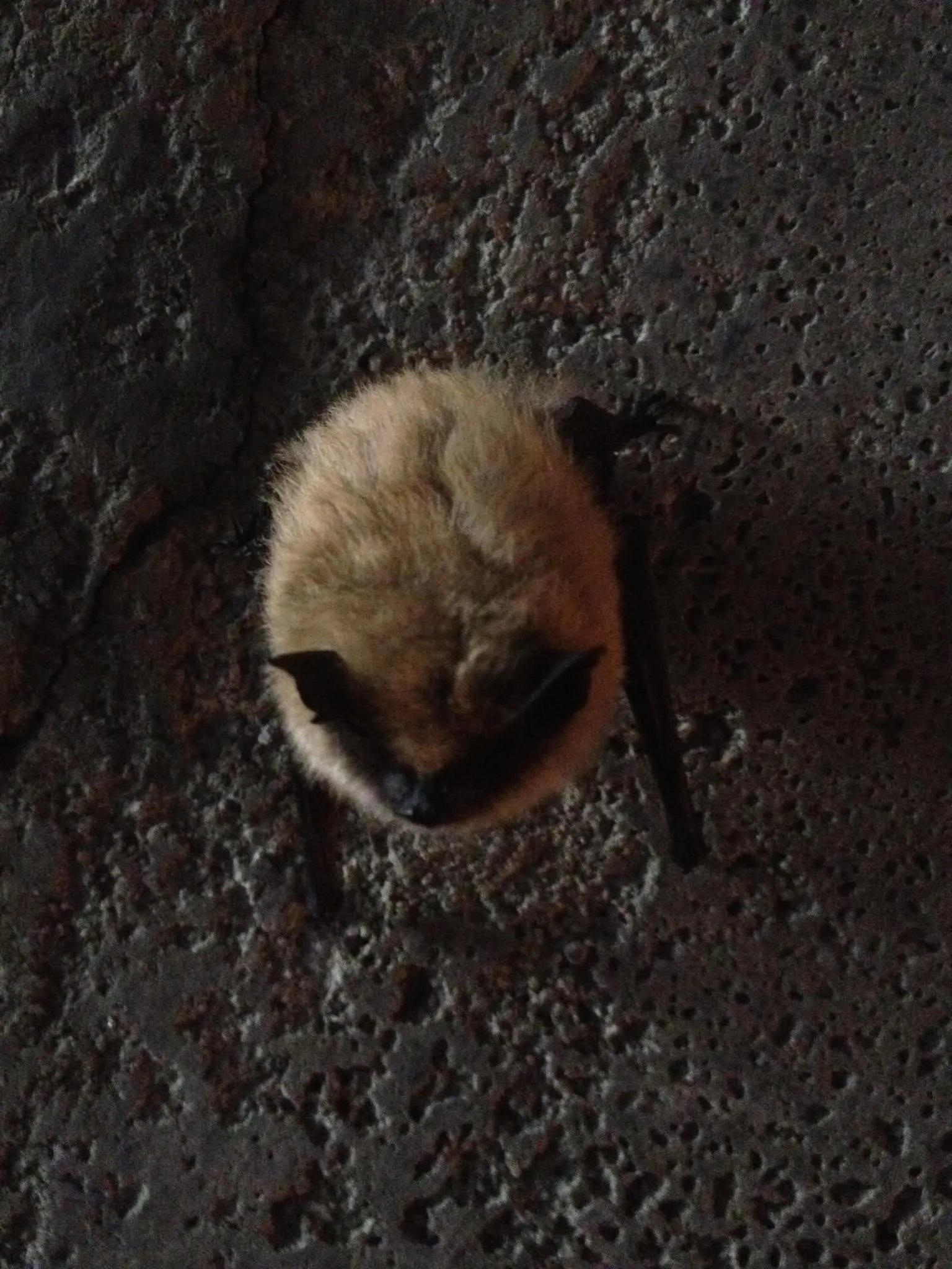 Fungus linked to deadly bat disease detected in Glacier, Yellowstone national parks
