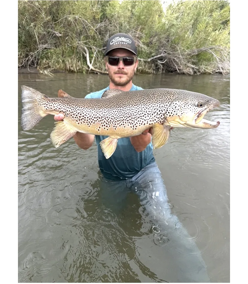 New Idaho catch-and-release state record brown trout