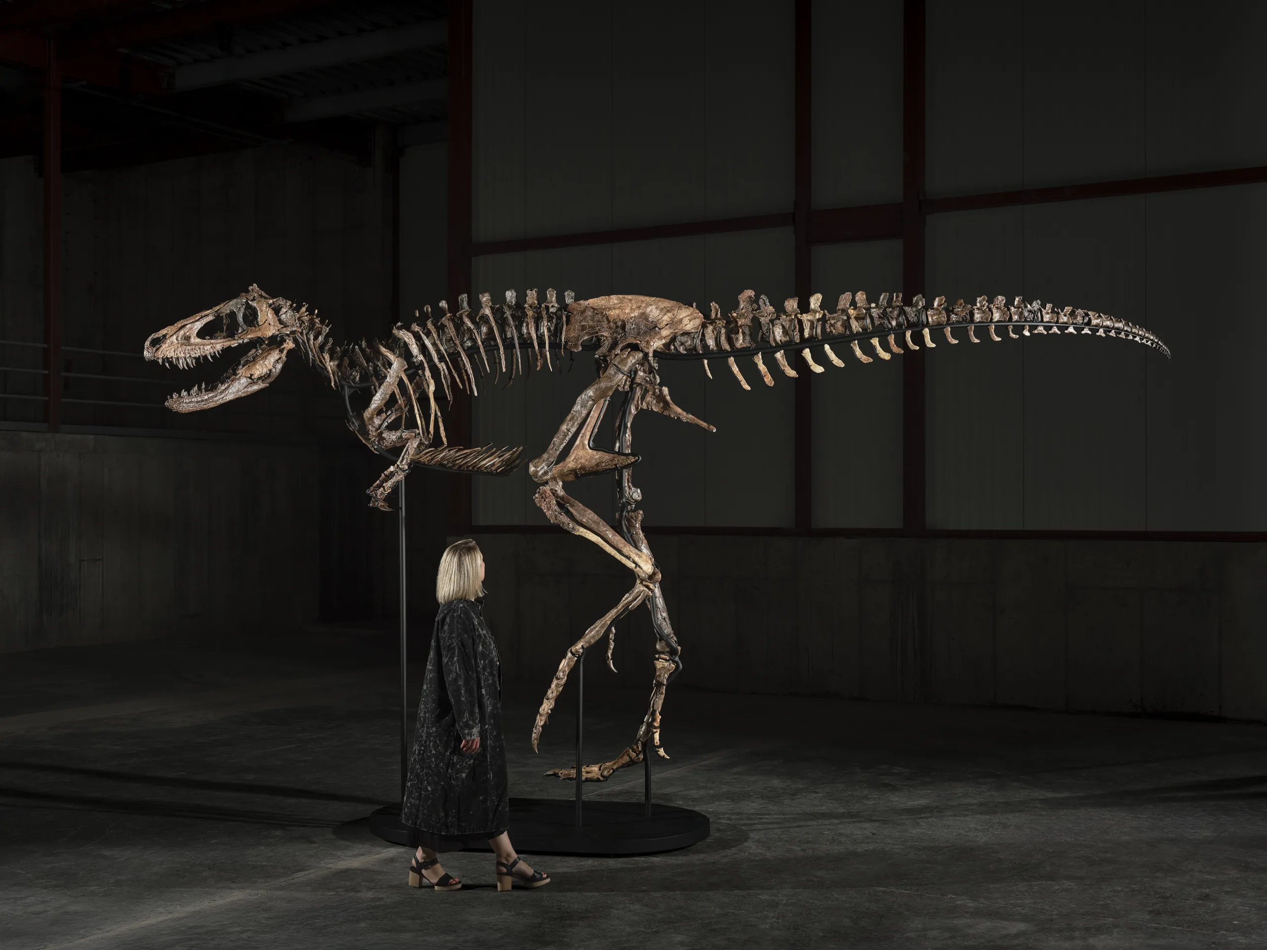 Rare Montana dinosaur fossil fetches $47.3 million in bidding war