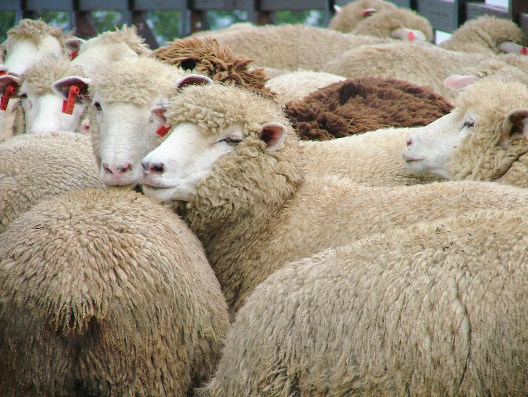 A Montana Rancher Cloned the World’s Biggest Sheep — Then the Feds Showed Up