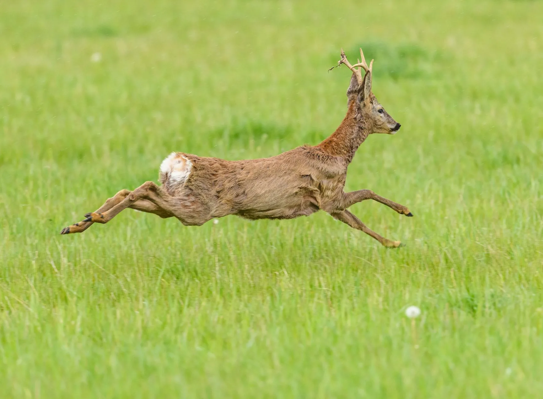 Before You Pack Out That Buck, Here’s What Montana Hunters Need to Know About CWD Testing