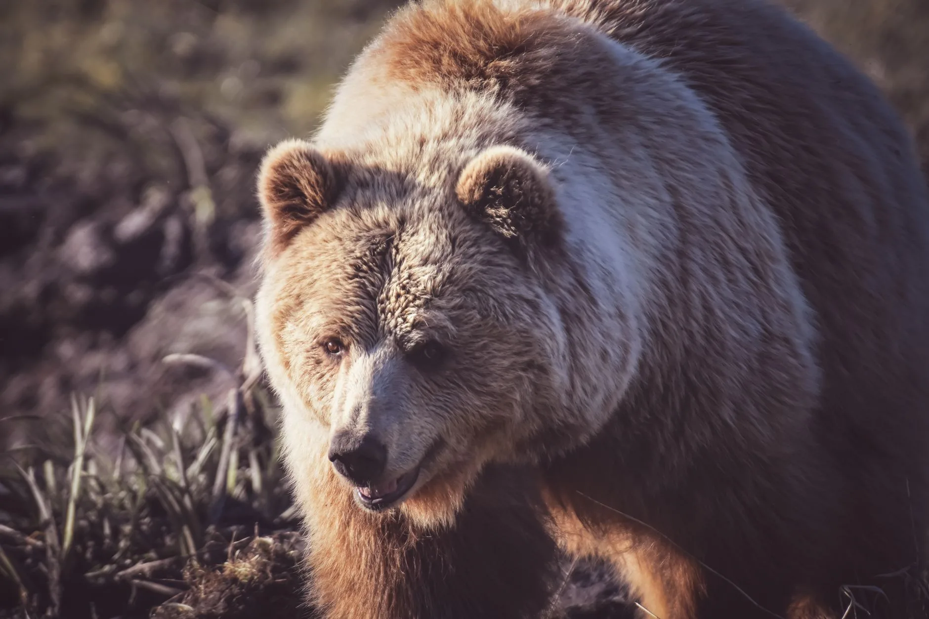 How Montana Rifle Hunters Survive Grizzly Encounters During Elk Season