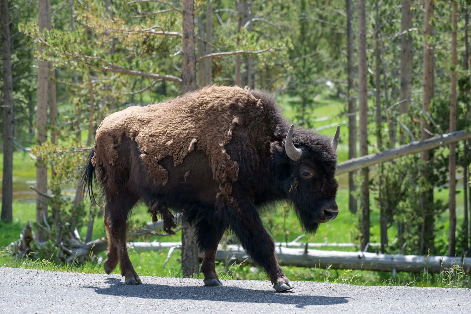 Brucellosis, Bison, and Elk: What Montana Hunters Should Know About the Science Behind Yellowstone’s Biggest Wildlife Fight