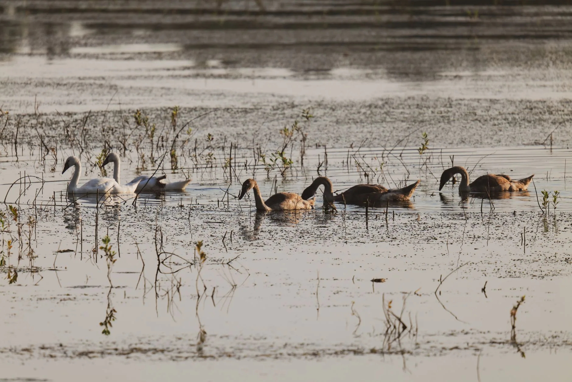 How 69 Swans Saved Themselves in Southwest Montana