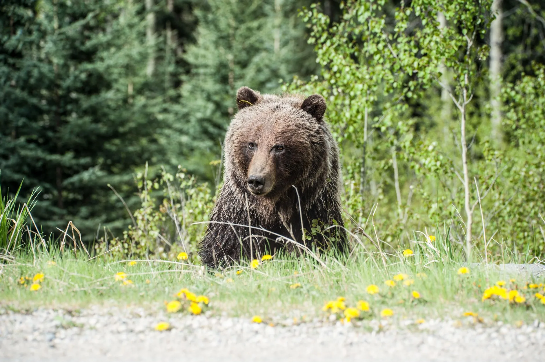How Illegal Lake Trout Dumped in Yellowstone Turned Grizzlies Into Elk Calf Killers