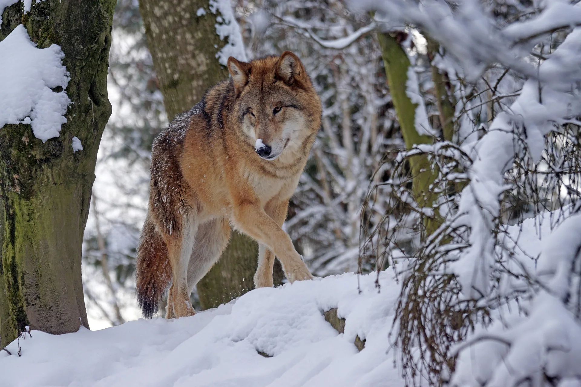 Following President Trump’s Executive Order, USDA Urges States to Review Wolf Management Policies and Strengthen Engagement with Ranchers