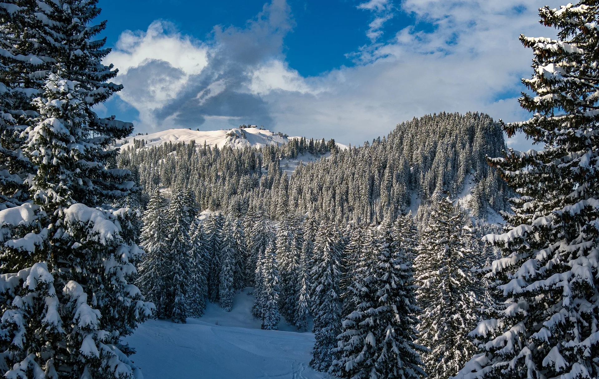 Christmas tree permits available online through Recreation.gov from Custer Gallatin National Forest for the upcoming holiday season