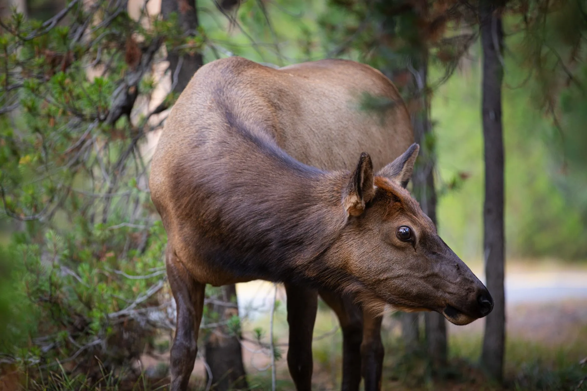 Wolves Got the Blame — But Yellowstone’s Elk Herd Tells a Messier Story