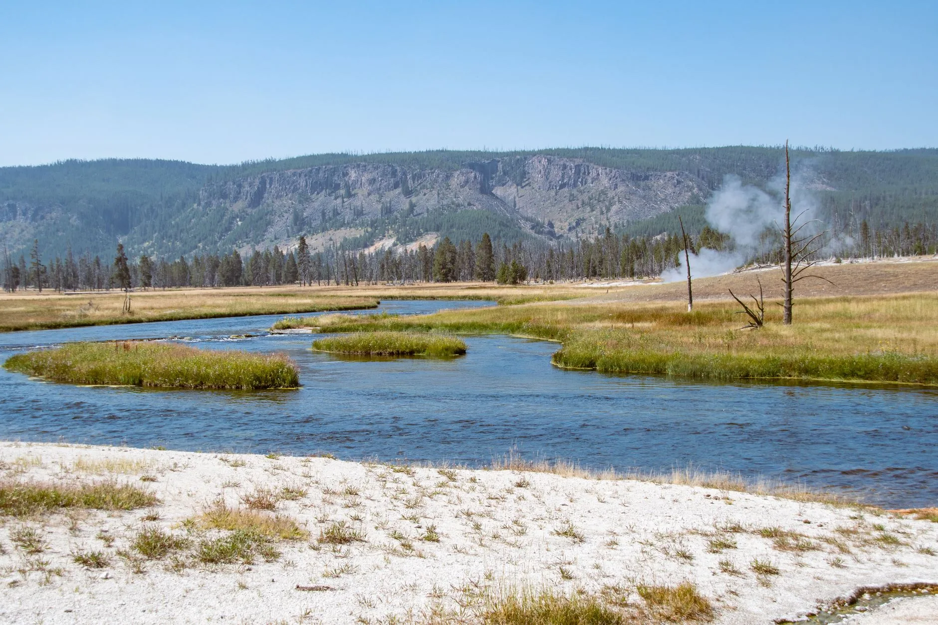 Yellowstone’s Wolves Are Back — So Why Aren’t the Willows?